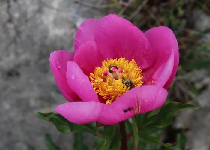 Rito Hall Da Serra 4*